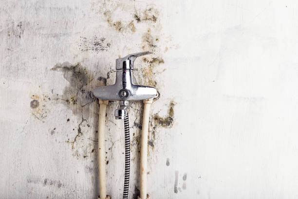 Best Commercial Mold Removal  in Bensville, MD
