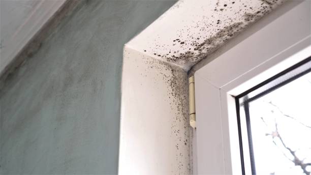 Best Mold Testing  in Bensville, MD