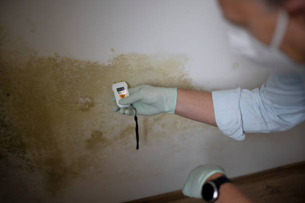 Best Home Mold Removal  in Bensville, MD