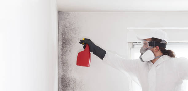 Best Mold Removal Company Near Me  in Bensville, MD