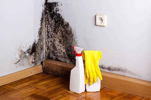 Professional Mold Removal in Bensville, MD