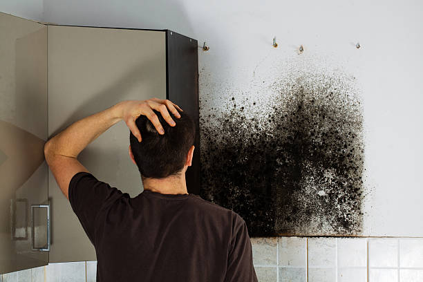 Best Professional Mold Removal  in Bensville, MD