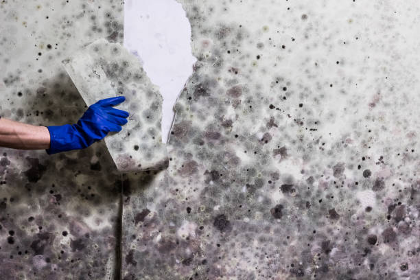 Best Commercial Mold Removal  in Bensville, MD