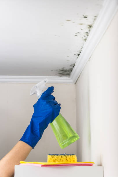 Best Professional Mold Removal  in Bensville, MD